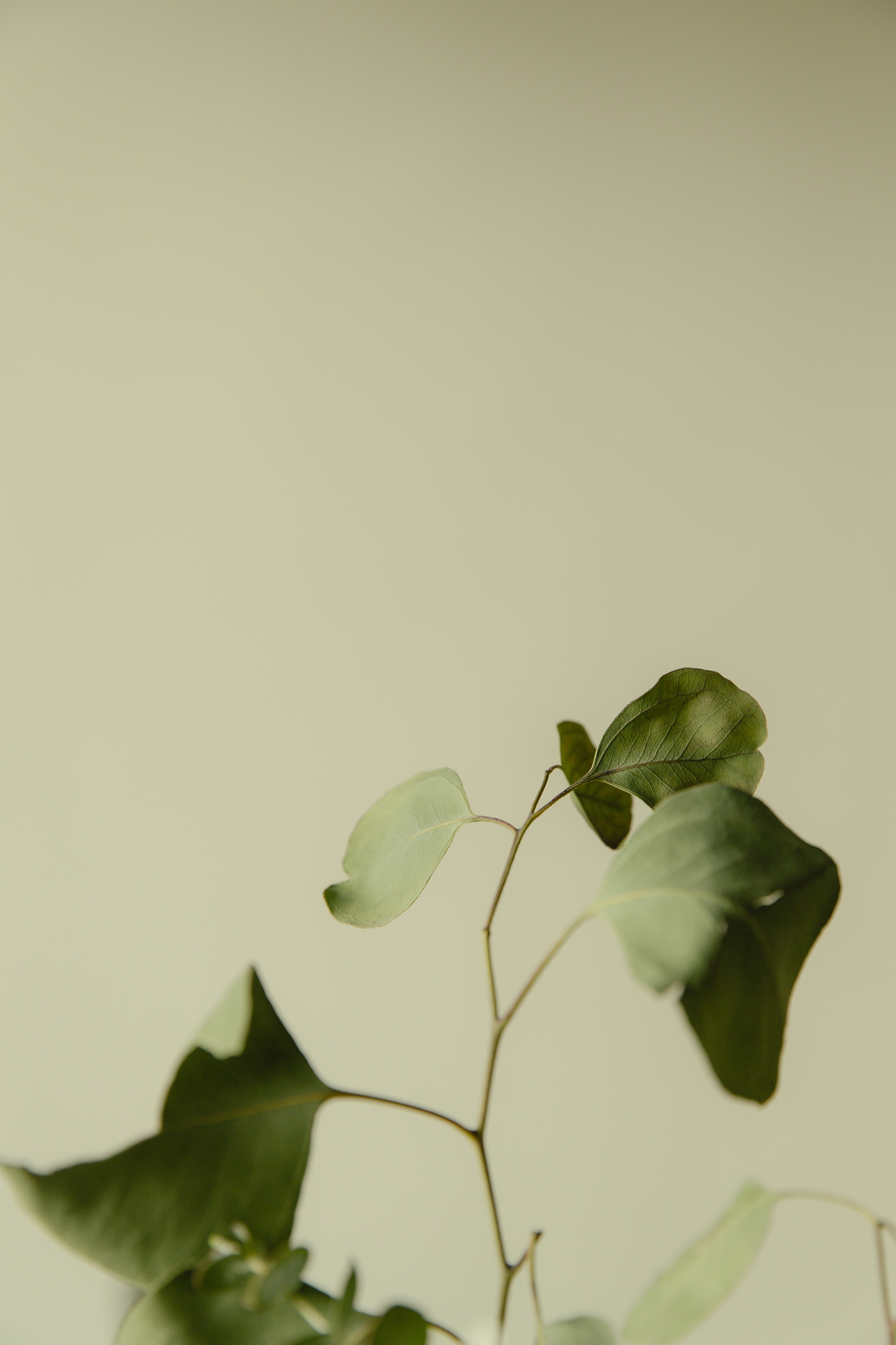 About Lara portrait 1