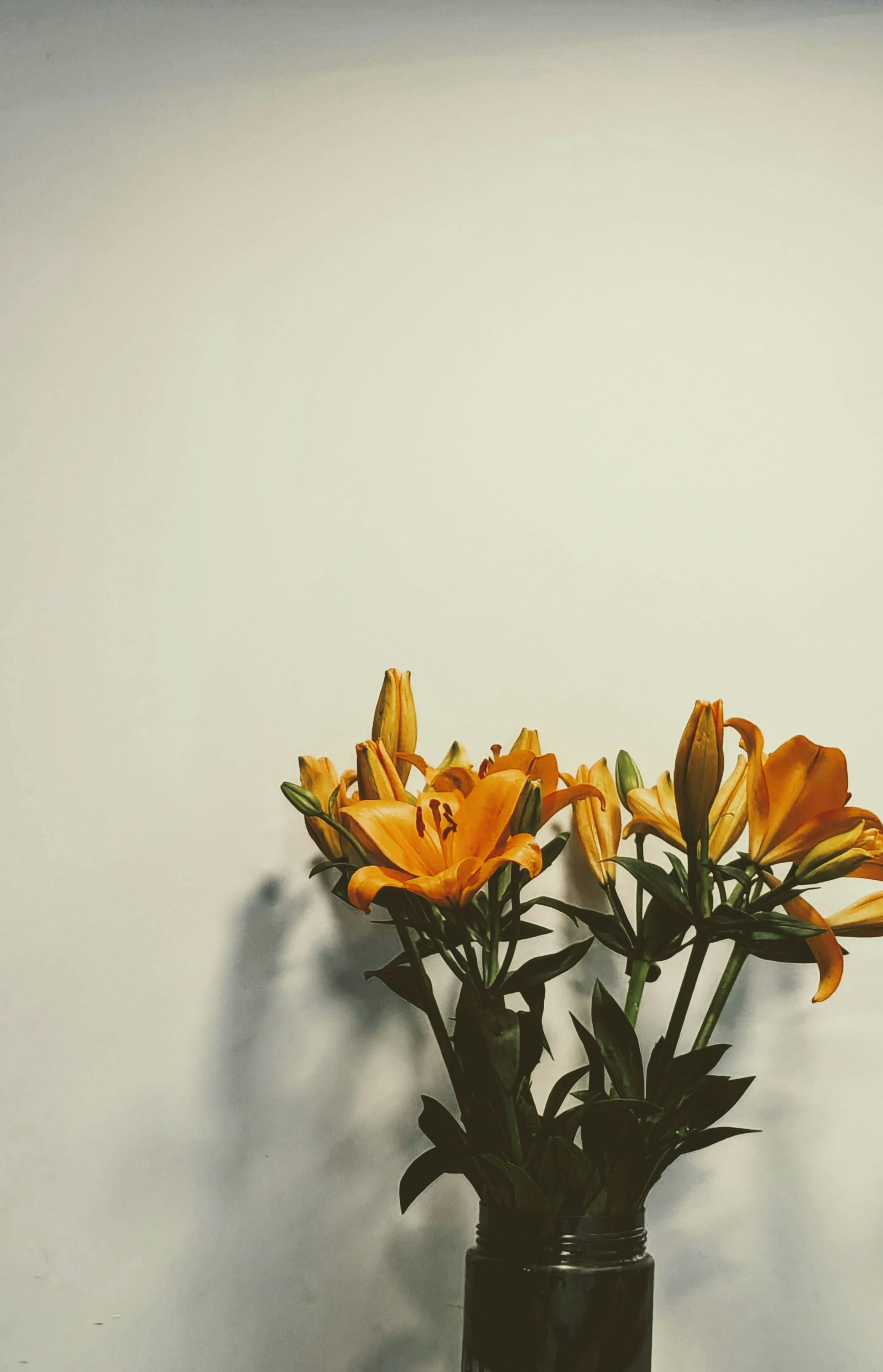 About Lara portrait 2